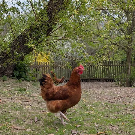 Michalowka Michaelhof Tarczyn (Lwowek Slaski)
