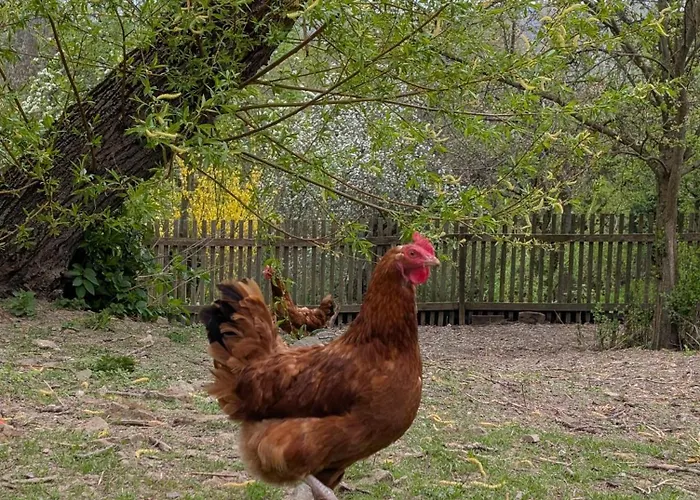 Michalowka Michaelhof Tarczyn (Lwowek Slaski)